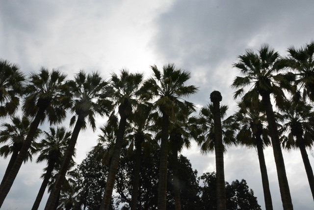 palm trees in the national gardens