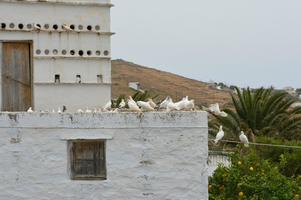 Birds chilling at their island house in Greece.