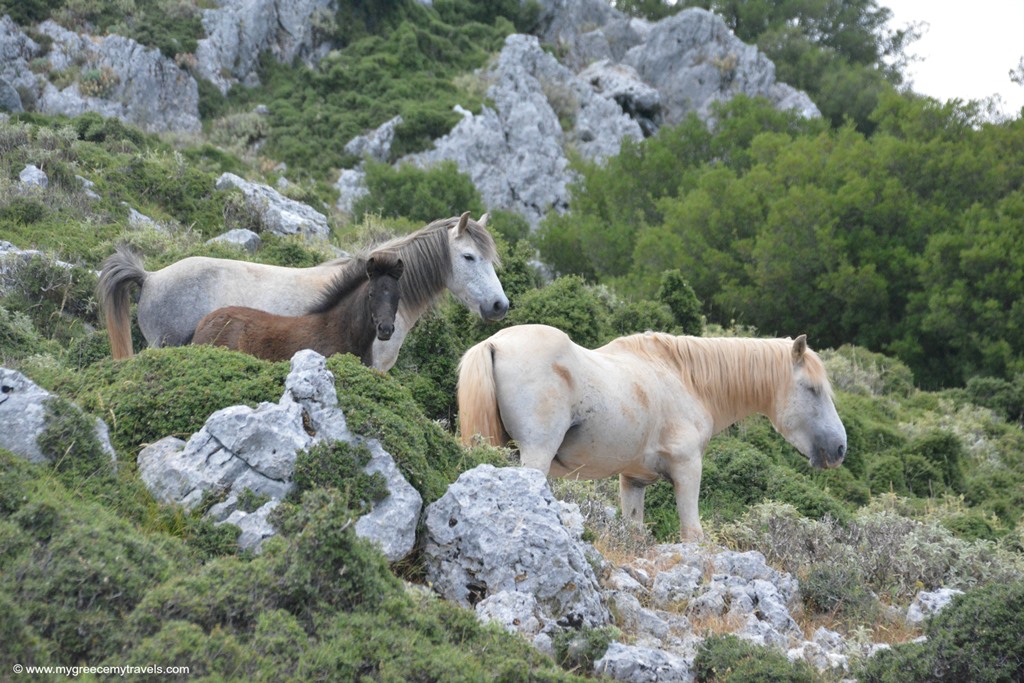 Among the Wild Horses of Kefalonia