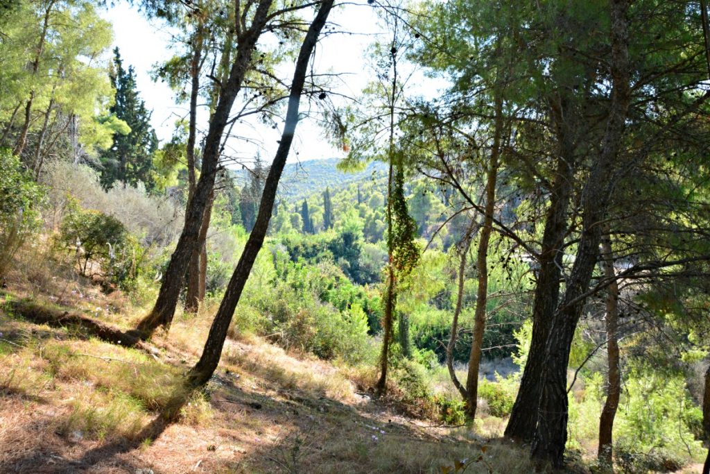 Verdant forests of Spetses.