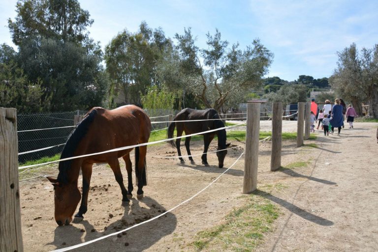 Horse Riding in Athens: Kouvaras Equestrian Club