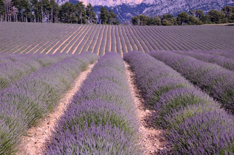 8 Reasons to Visit Provence